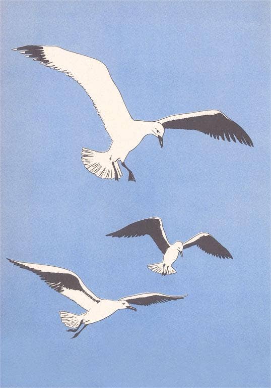 Seagulls Postcard